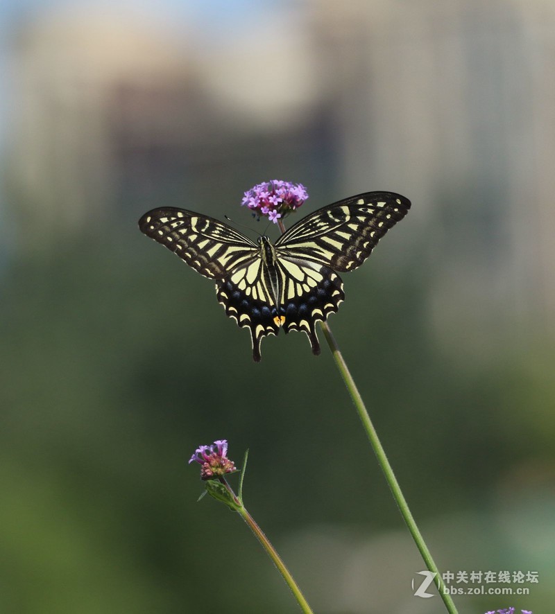 蝴蝶花上舞摄者日下忙