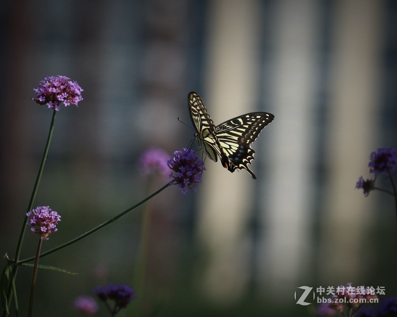 蝴蝶花上舞摄者日下忙
