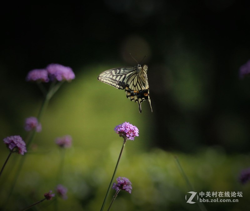 蝴蝶花上舞摄者日下忙