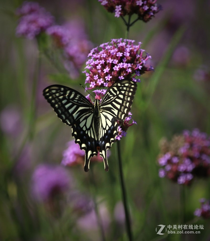 蝴蝶花上舞摄者日下忙
