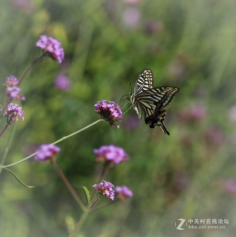 蝴蝶花上舞摄者日下忙