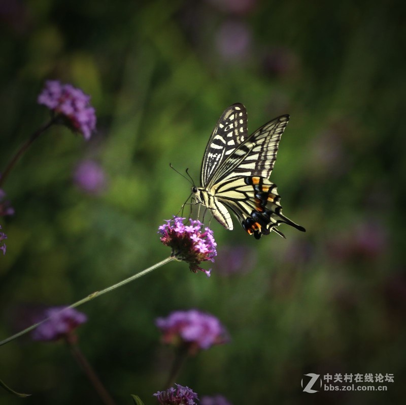 蝴蝶花上舞摄者日下忙