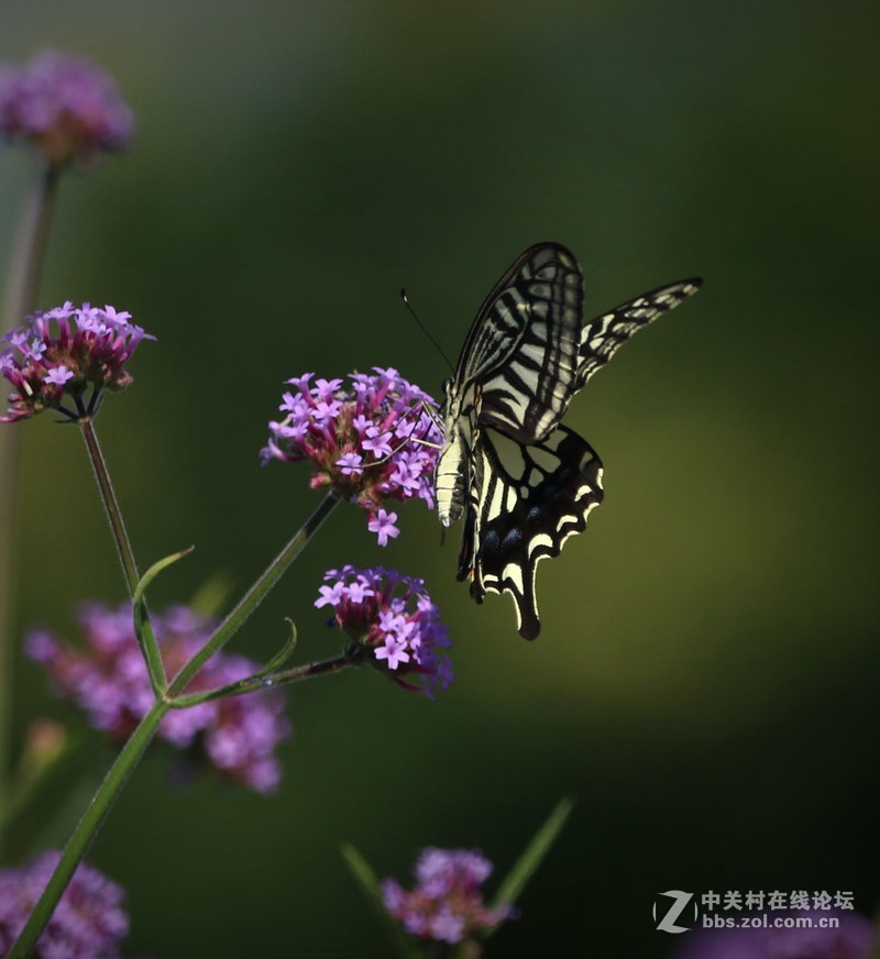 蝴蝶花上舞摄者日下忙