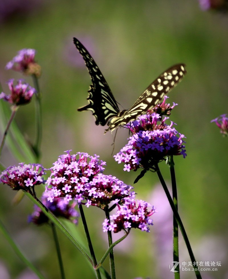 蝴蝶花上舞摄者日下忙