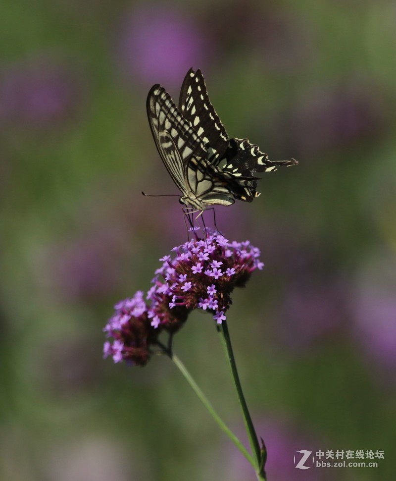 蝴蝶花上舞摄者日下忙