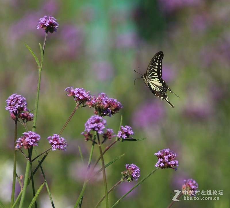蝴蝶花上舞摄者日下忙