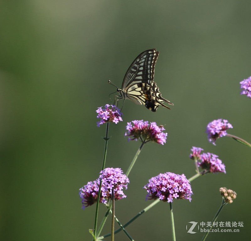 蝴蝶花上舞摄者日下忙