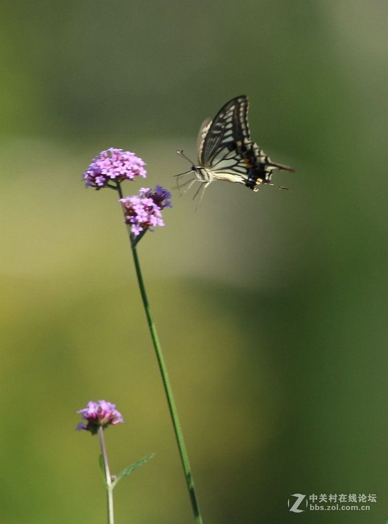 蝴蝶花上舞摄者日下忙