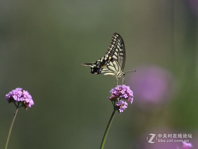 蝴蝶花上舞摄者日下忙
