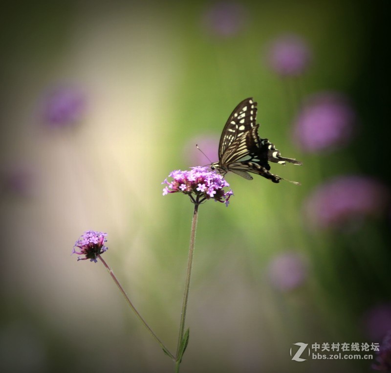 蝴蝶花上舞摄者日下忙