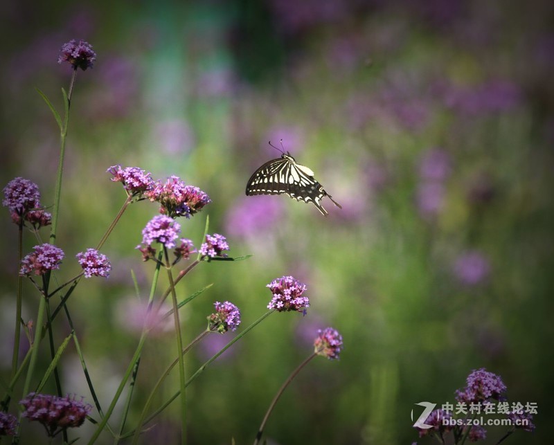 蝴蝶花上舞摄者日下忙