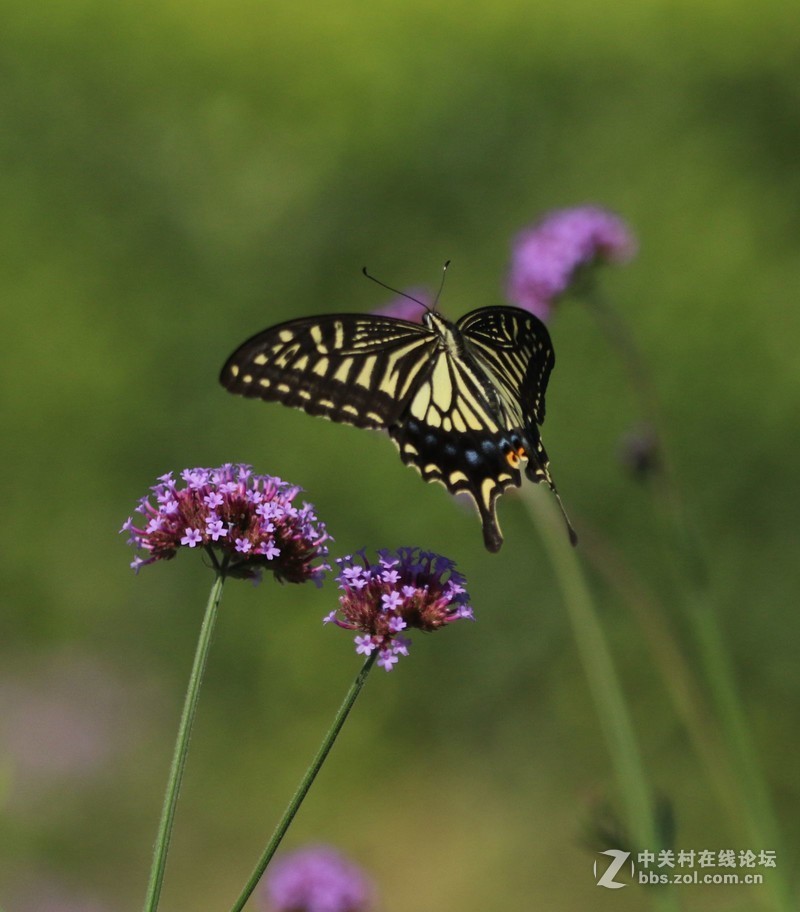 蝴蝶花上舞摄者日下忙