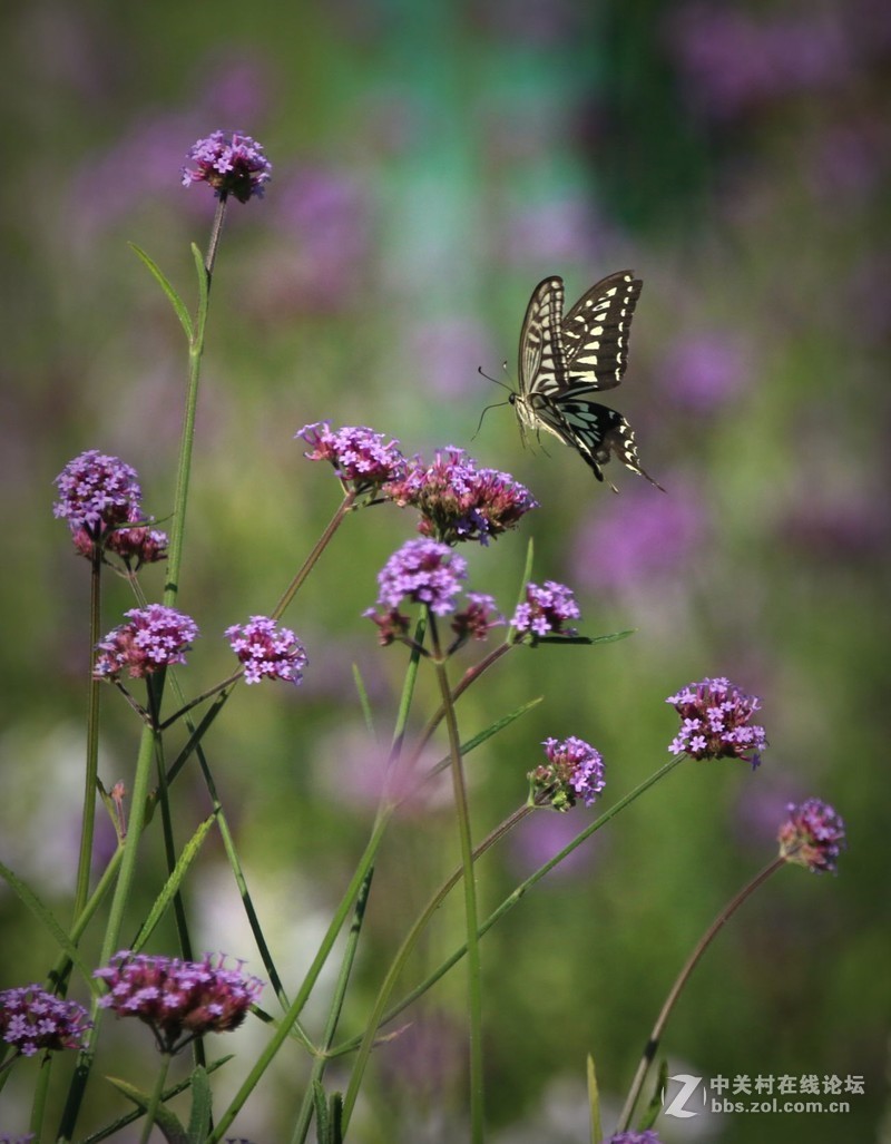 蝴蝶花上舞摄者日下忙