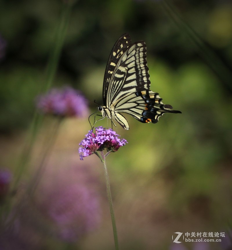 蝴蝶花上舞摄者日下忙