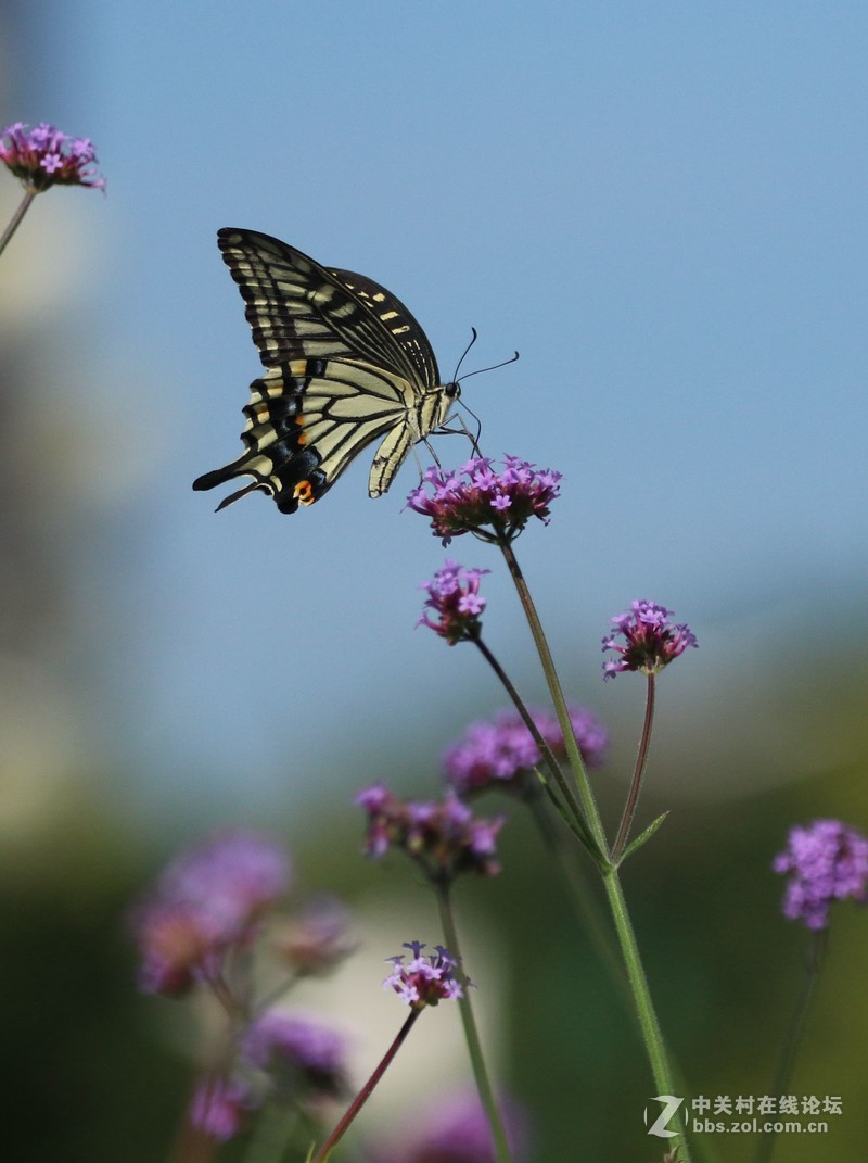 蝴蝶花上舞摄者日下忙