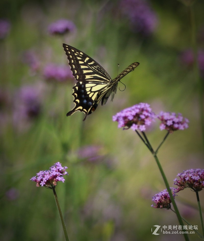蝴蝶花上舞摄者日下忙