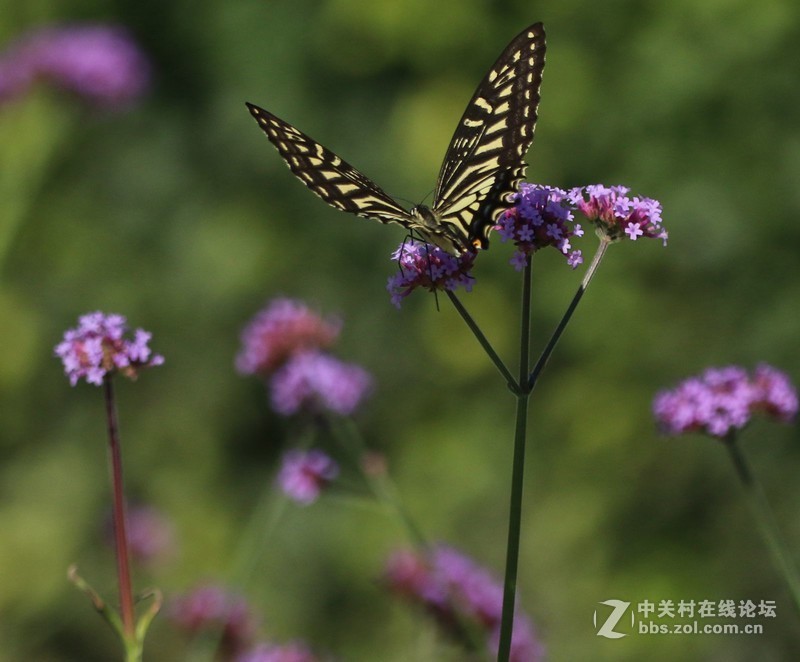 蝴蝶花上舞摄者日下忙