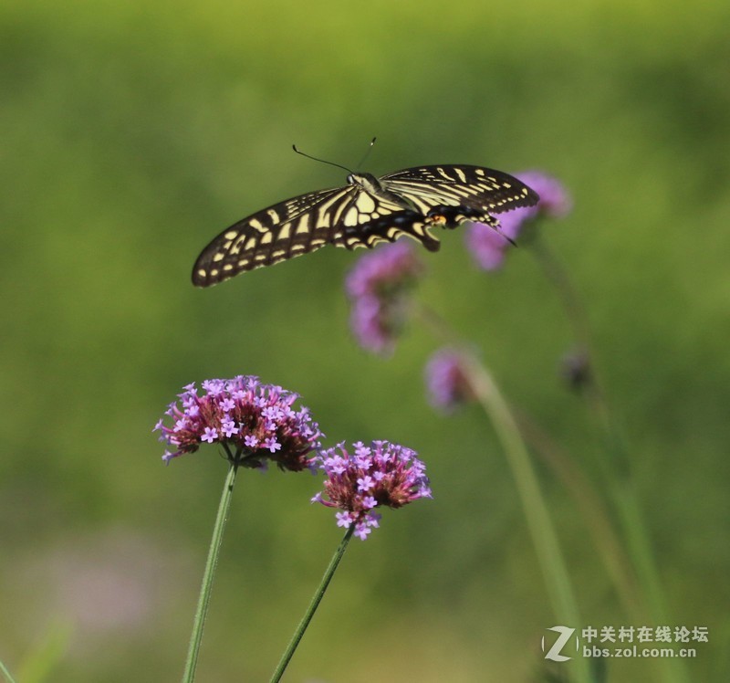 蝴蝶花上舞摄者日下忙