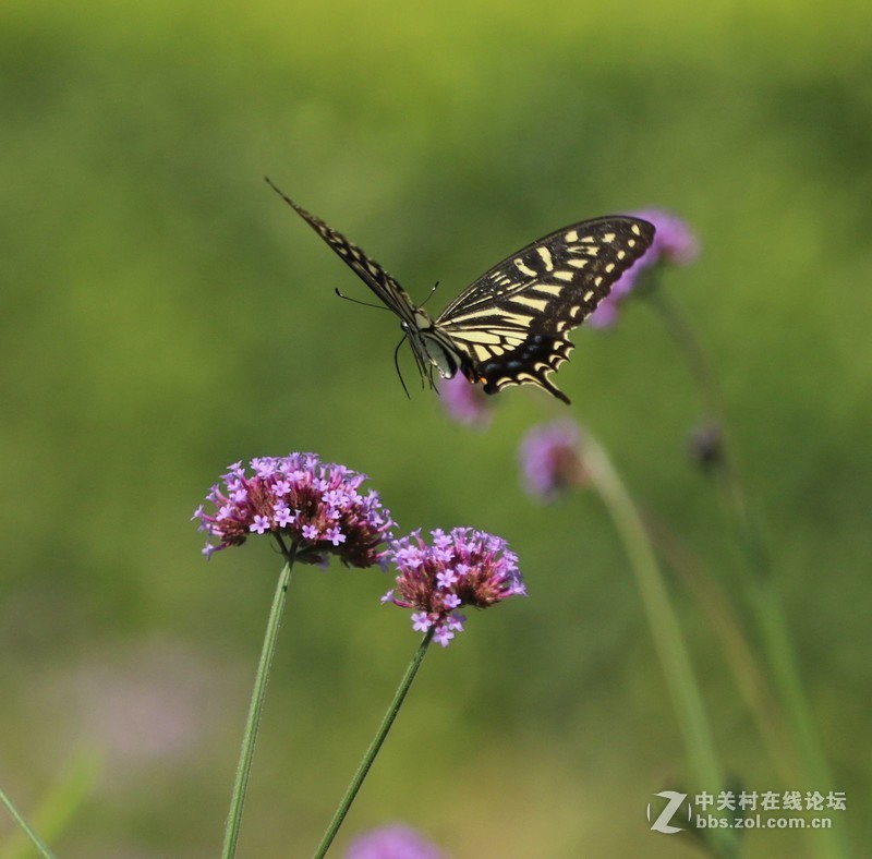 蝴蝶花上舞摄者日下忙