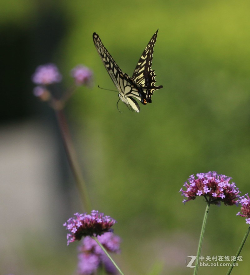 蝴蝶花上舞摄者日下忙
