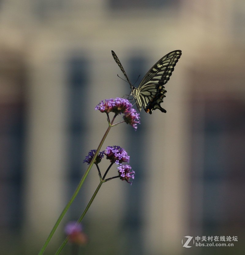 蝴蝶花上舞摄者日下忙