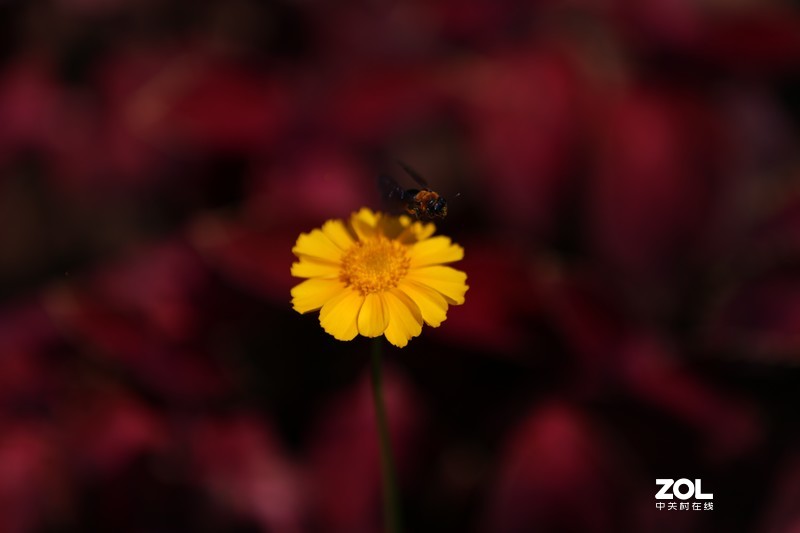 没p 直出 花花｛大师谁知道为啥我的数据不显示 70-200 2.8 is Ⅱ｝