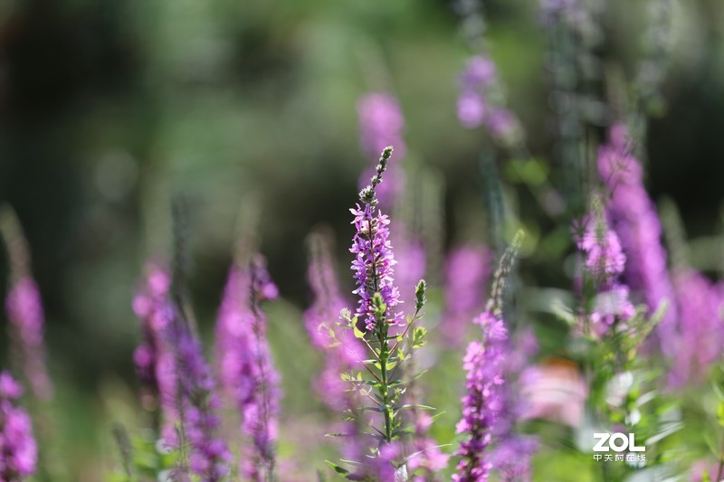 没p 直出 花花｛大师谁知道为啥我的数据不显示 70-200 2.8 is Ⅱ｝