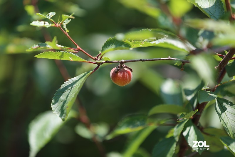 没p 直出 花花｛大师谁知道为啥我的数据不显示 70-200 2.8 is Ⅱ｝