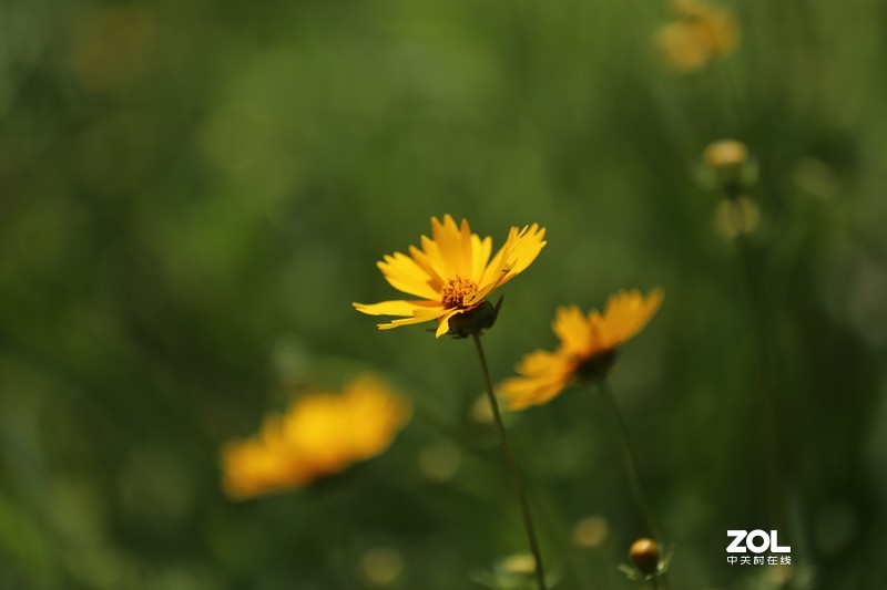 没p 直出 花花｛大师谁知道为啥我的数据不显示 70-200 2.8 is Ⅱ｝