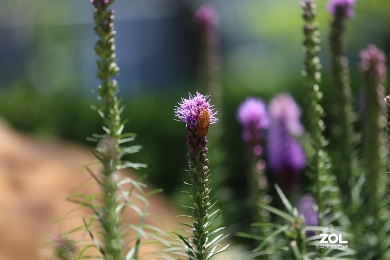 没p 直出 花花｛大师谁知道为啥我的数据不显示 70-200 2.8 is Ⅱ｝