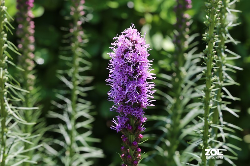 没p 直出 花花｛大师谁知道为啥我的数据不显示 70-200 2.8 is Ⅱ｝