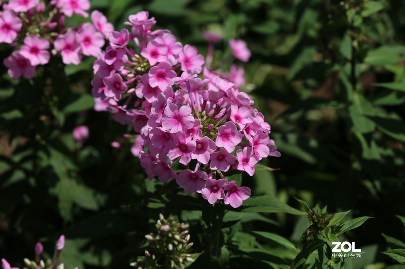 没p 直出 花花｛大师谁知道为啥我的数据不显示 70-200 2.8 is Ⅱ｝