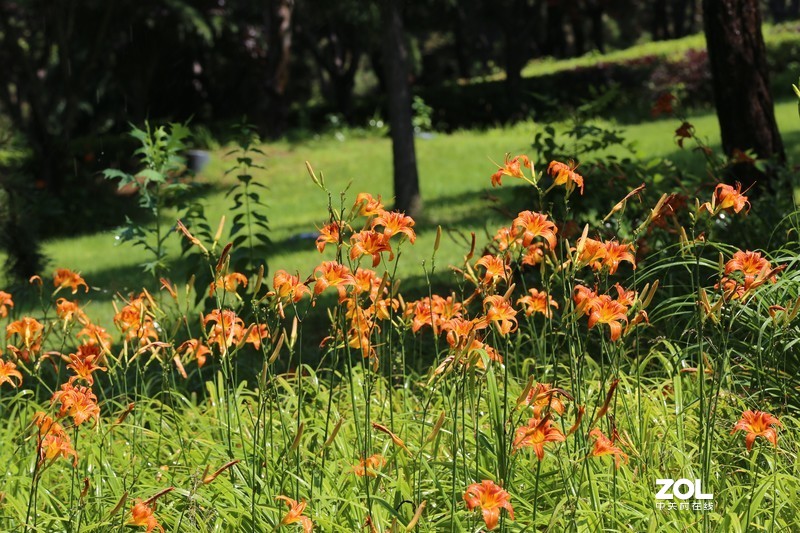 没p 直出 花花｛大师谁知道为啥我的数据不显示 70-200 2.8 is Ⅱ｝