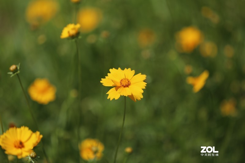 没p 直出 花花｛大师谁知道为啥我的数据不显示 70-200 2.8 is Ⅱ｝