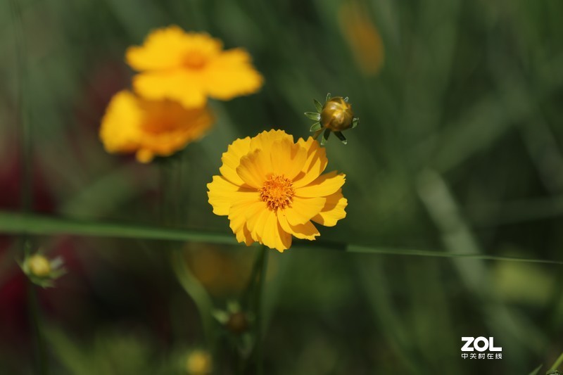 没p 直出 花花｛大师谁知道为啥我的数据不显示 70-200 2.8 is Ⅱ｝