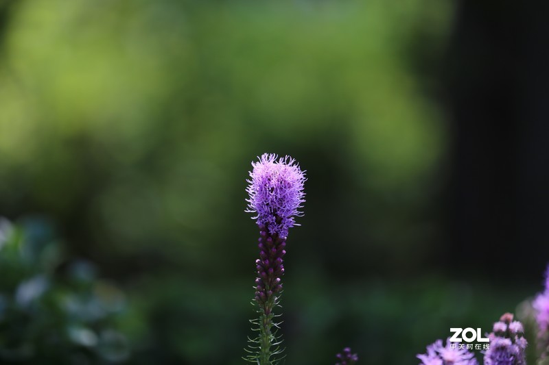 没p 直出 花花｛大师谁知道为啥我的数据不显示 70-200 2.8 is Ⅱ｝