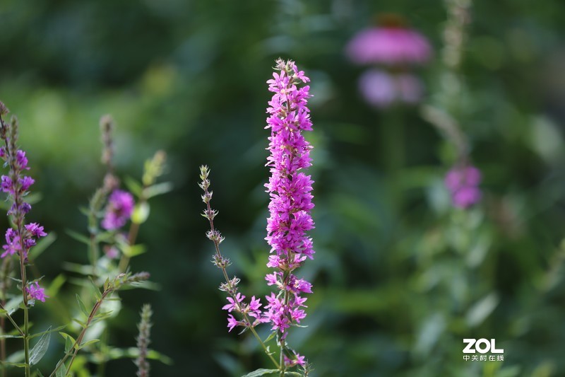没p 直出 花花｛大师谁知道为啥我的数据不显示 70-200 2.8 is Ⅱ｝