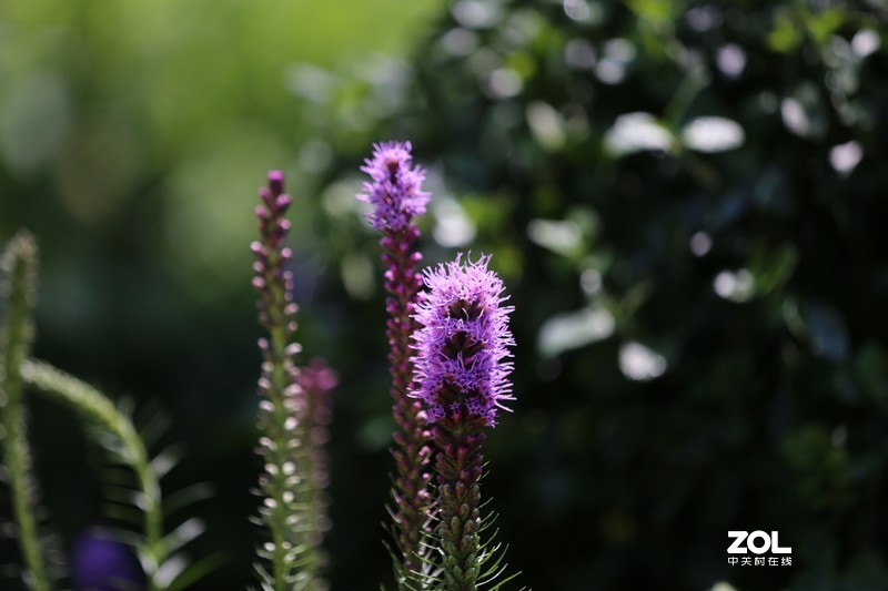 没p 直出 花花｛大师谁知道为啥我的数据不显示 70-200 2.8 is Ⅱ｝