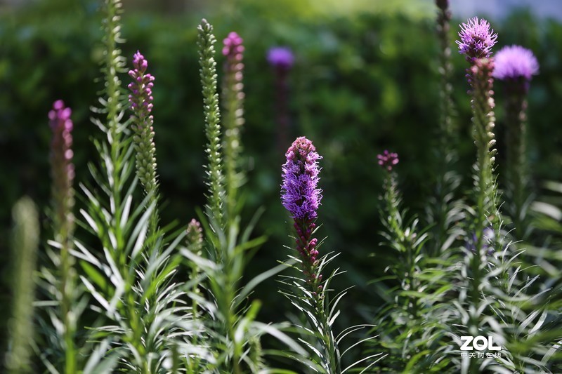 没p 直出 花花｛大师谁知道为啥我的数据不显示 70-200 2.8 is Ⅱ｝