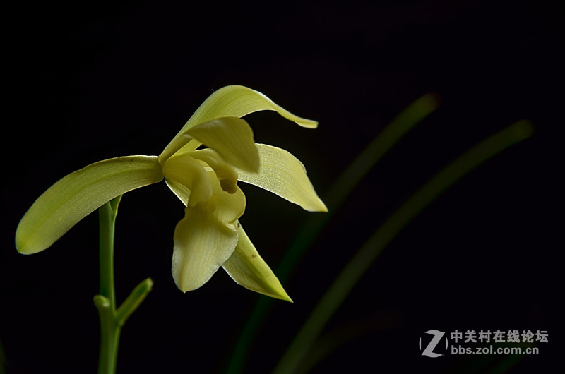 兰花开了（二）