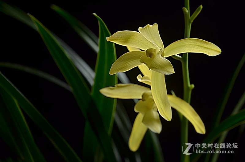 兰花开了（二）