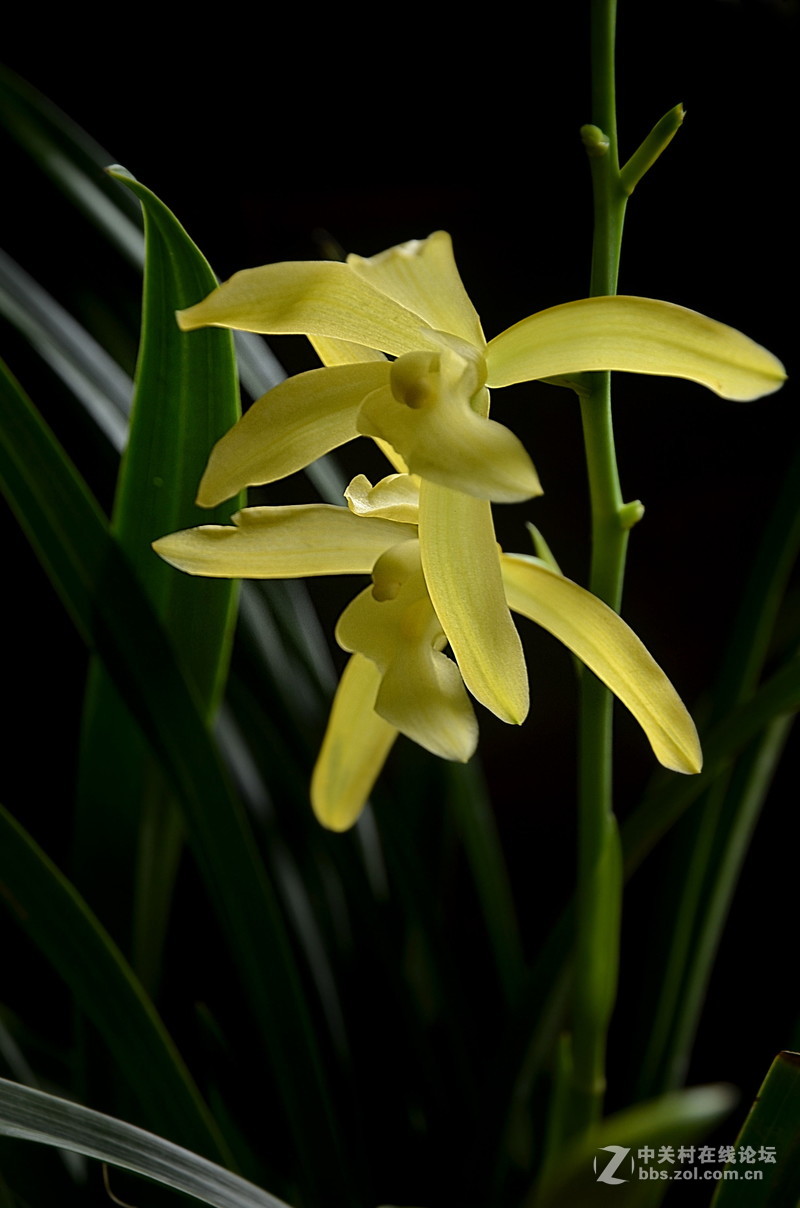 兰花开了（二）