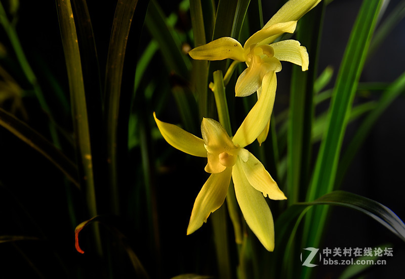 兰花开了（二）