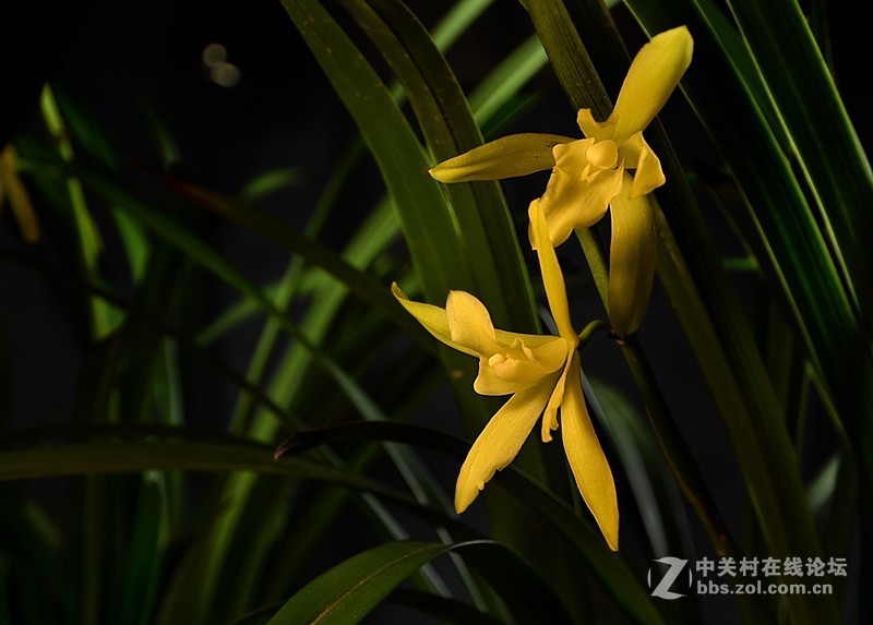 兰花开了（二）