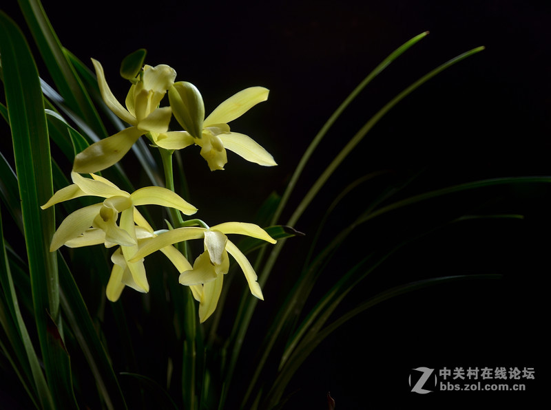 兰花开了（二）