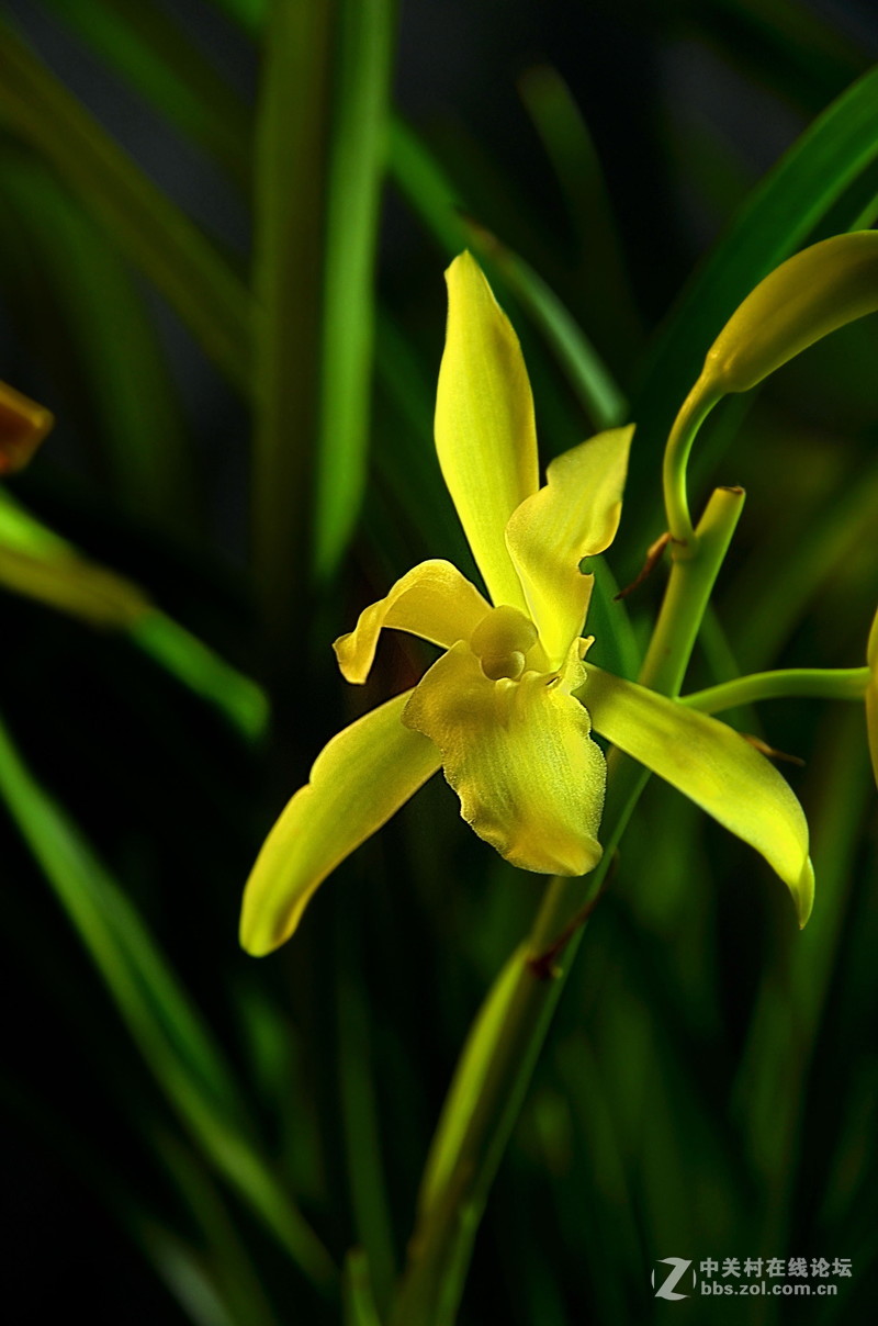 兰花开了（二）