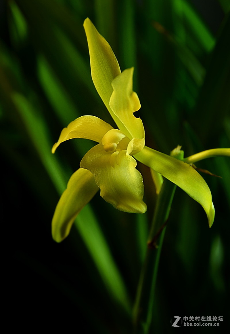 兰花开了（二）