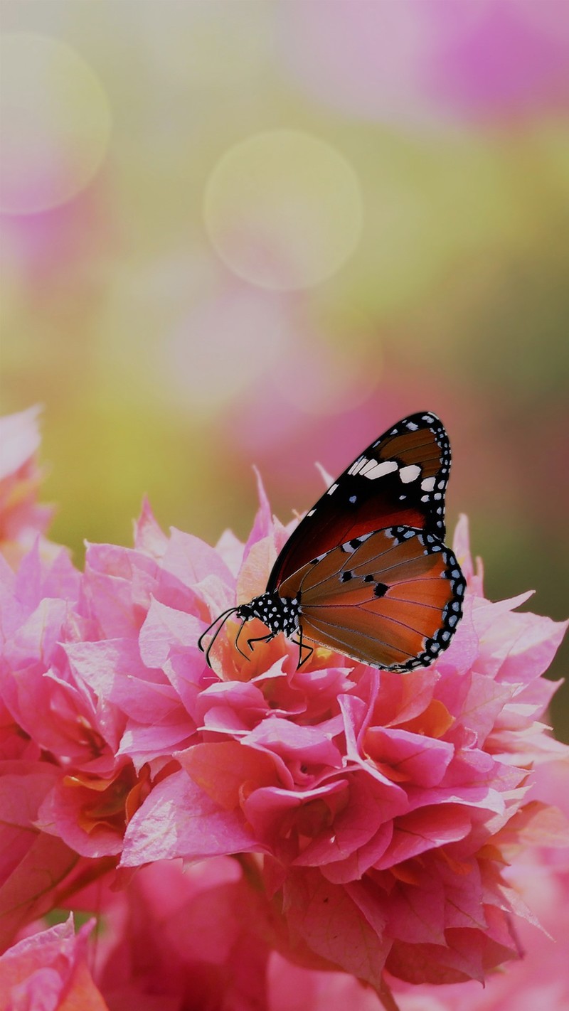 win10聚焦壁纸手机版8p