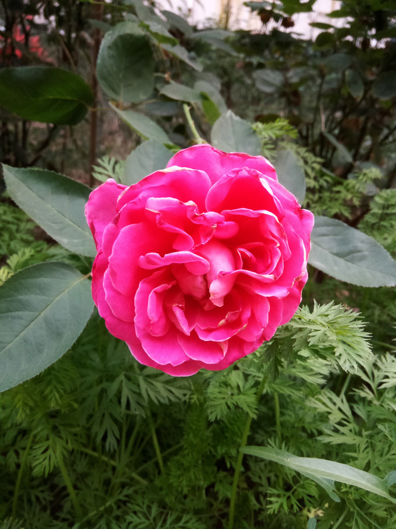 钟爱纯净、简约、白之美手机-iuni N1之开箱系统篇