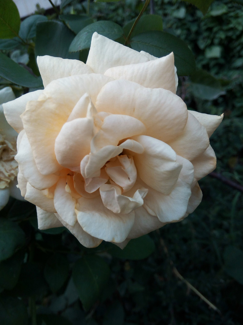 钟爱纯净、简约、白之美手机-iuni N1之开箱系统篇